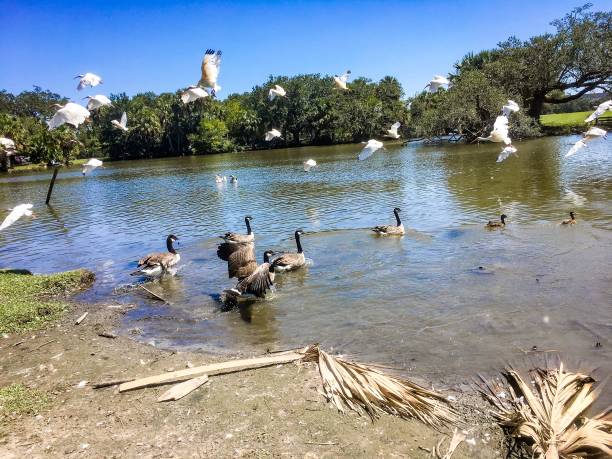istock flying white birds and oak trees in the swamp 876793776