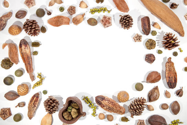 istock Traditional Christmas card border image. Pinecone berries nuts frame on white background 876793840