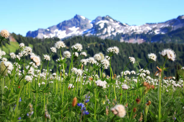 Wildflowers at Mount Rainier stock photo