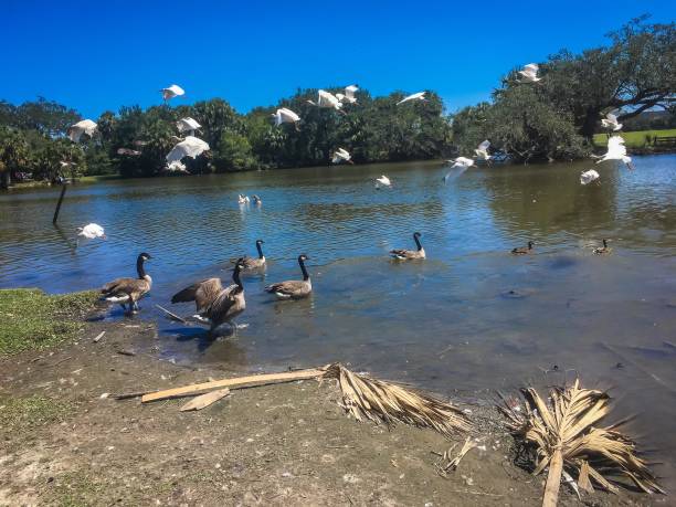 istock flying white birds and oak trees in the swamp 876793902