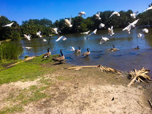 istock flying white birds and oak trees in the swamp 876794254