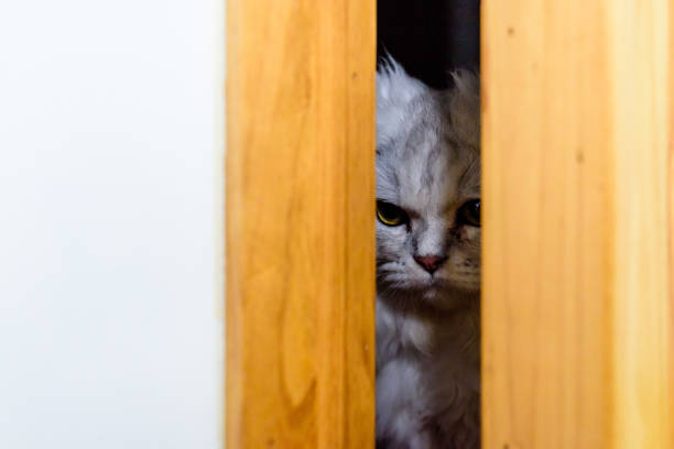 istock Cat in the door 876803482
