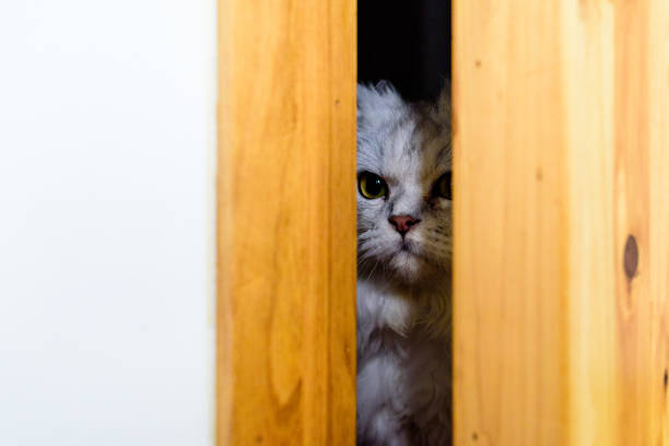 istock Cat in the door 876803500