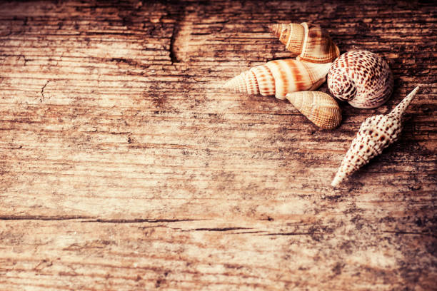 istock Marine items on wooden background. Sea objects on wooden planks. Selective focus. 876805914