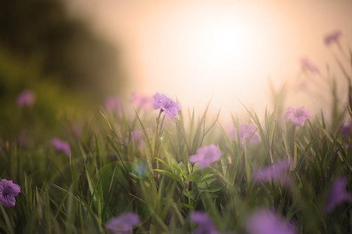 Yellow flowers in sunlight