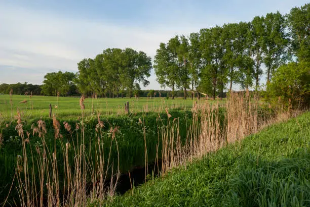 Photo of Summer landscape with meadows and trees