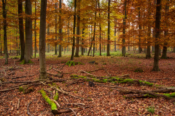 forêt d’automne, schorfheide, allemagne - schorfheide photos et images de collection