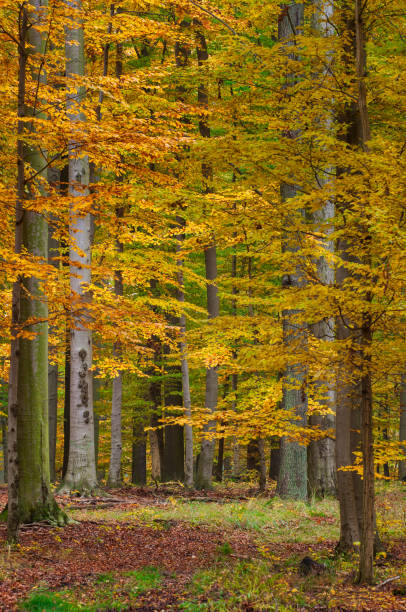 autumn forest, schorfheide, germany - schorfheide imagens e fotografias de stock