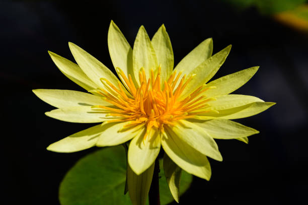 istock Beautiful yellow lotus. 876815438