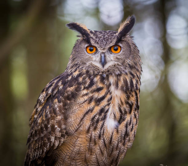 Eurasian Eagles Owl Eurasian Eagles Owl eurasia stock pictures, royalty-free photos & images