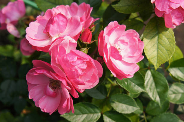 istock Pink floribunda rose rosa simplicity with green 876822108