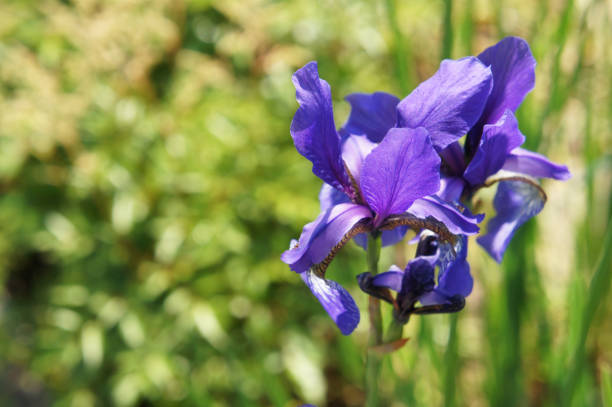 istock Purple iris flower head with green background 876822112