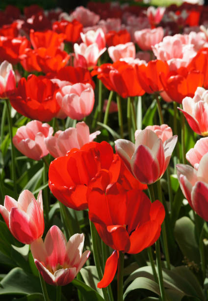 istock Beautiful many red tulips flowers with green 876822254