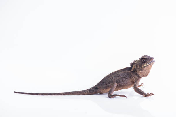 istock Scale-Bellied Tree Lizard on white background , Lizard of Thailand 876822786