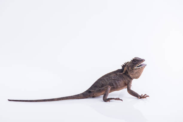 istock Scale-Bellied Tree Lizard on white background , Lizard of Thailand 876822796