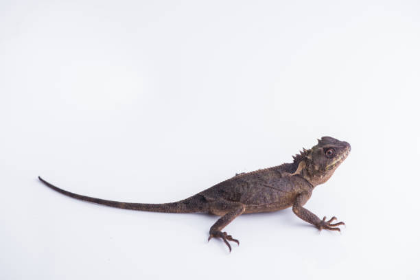 istock Scale-Bellied Tree Lizard on white background , Lizard of Thailand 876822802