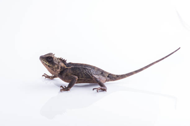istock Scale-Bellied Tree Lizard on white background , Lizard of Thailand 876822812