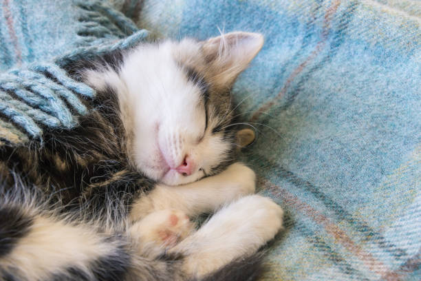istock cute little kitten sleeping on blue blanket 876825644