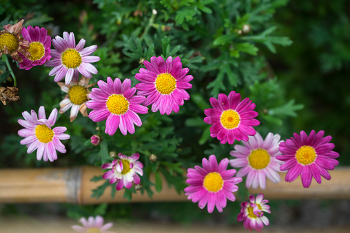 Outdoor flowerbed, blooming daisy flowers