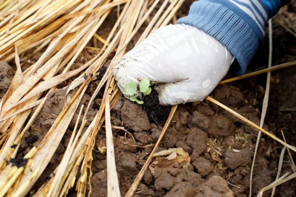 istock farmer planting lettuce in vegetable garden 876829224