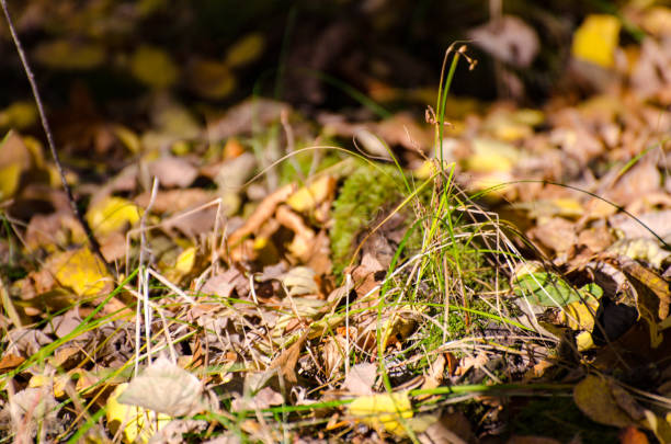 The floor of a forest covered in moss and colorful leaves in autumn in the Assiniboine Forest, Winnipeg, Manitoba, Canada