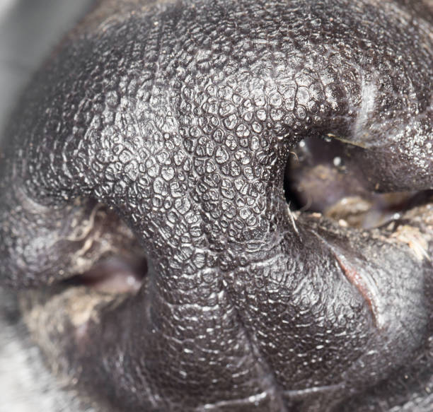 istock the dog's nose. close-up 876832574
