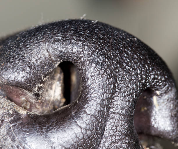 istock the dog's nose. close-up 876832792