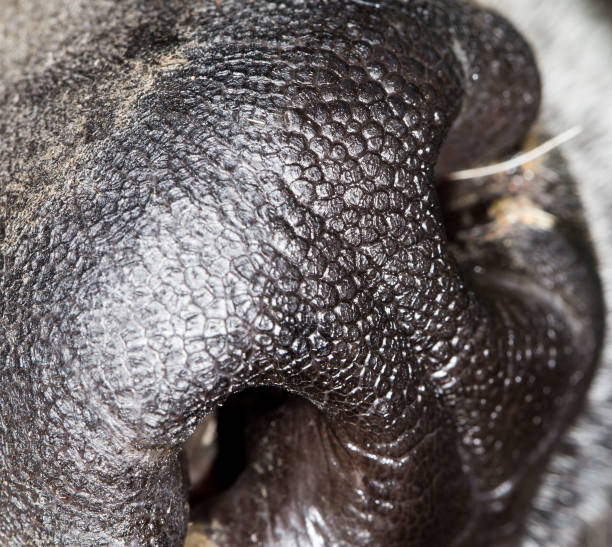 the dog's nose. close-up