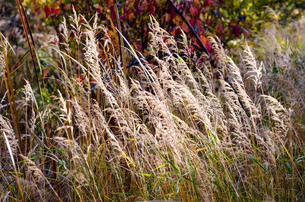 grama de pradarias no outono - manitoba prairie landscape canada - fotografias e filmes do acervo