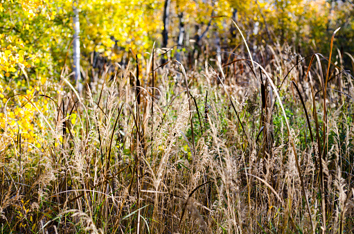 Wetland with Cattails in autumn in the Assiniboine Forest, Winnipeg, Manitoba, Canada