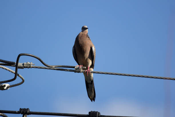istock Pigeon sitting on electricity line 876835570