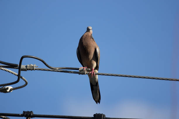 istock Pigeon sitting on electricity line 876835584