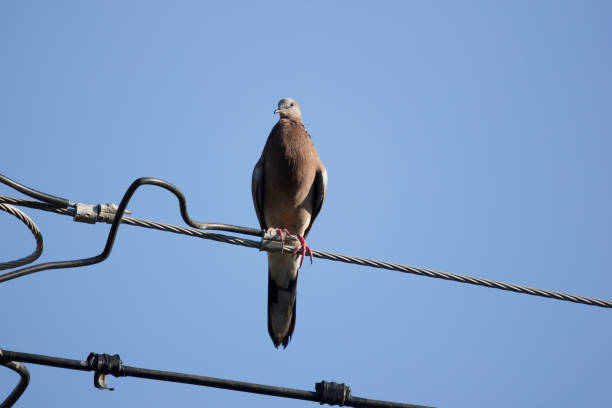 istock Pigeon sitting on electricity line 876835588