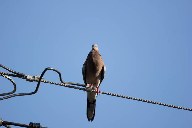 istock Pigeon sitting on electricity line 876835590