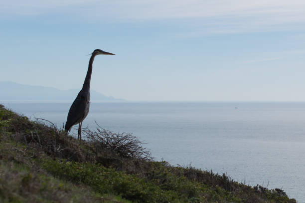 Great Blue Heron stock photo