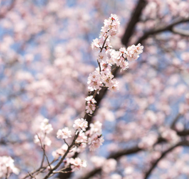 Blooming flowers in Spring