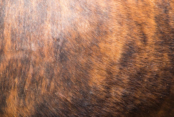 istock background of wool cow 876842276