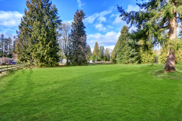 istock Spacious fenced backyard filled with green grass 876844524