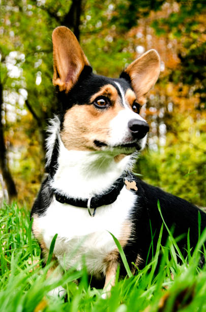 istock Cute Corgi dog in Autumn 876845168