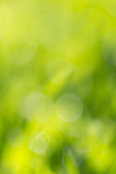istock beautiful green nature bokeh 876848326