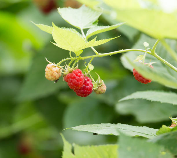 ripe raspberry on bush on nature ripe raspberry on bush on nature . In the park in nature the plantation course at kapalua stock pictures, royalty-free photos & images