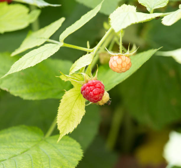 ripe raspberry on bush on nature ripe raspberry on bush on nature . In the park in nature the plantation course at kapalua stock pictures, royalty-free photos & images
