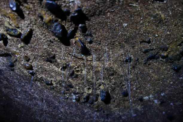 istock Glowworm Cave in New Zealand 876848824