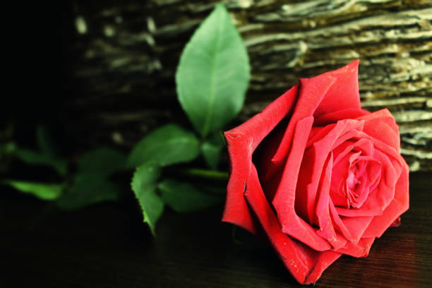 istock Blooming red rose on dark wooden surface. 876851336
