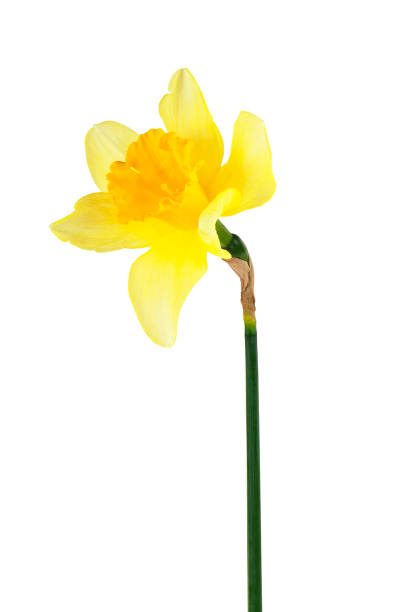 istock Yellow narcissus flower isolated on a white background 876864444