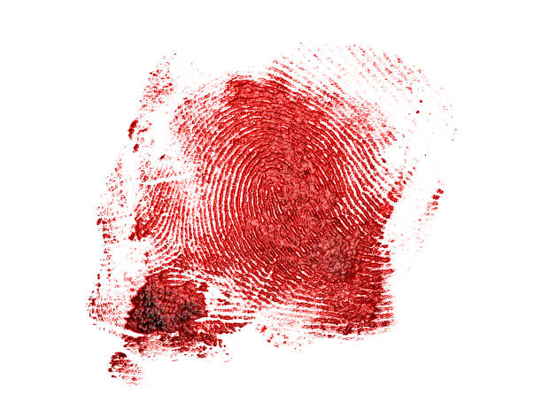 bloody fingerprint on a white background - fingerprint thumbprint identity red imagens e fotografias de stock