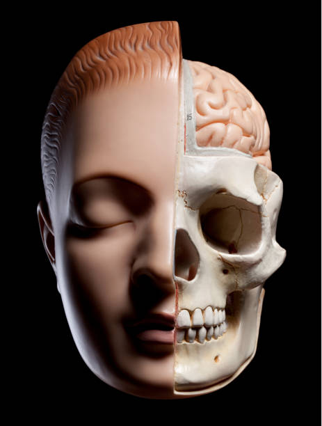 istock Anatomical model of human head 876868222