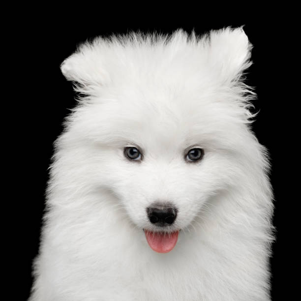 istock Samoyed Puppy isolated on Black background 876868720