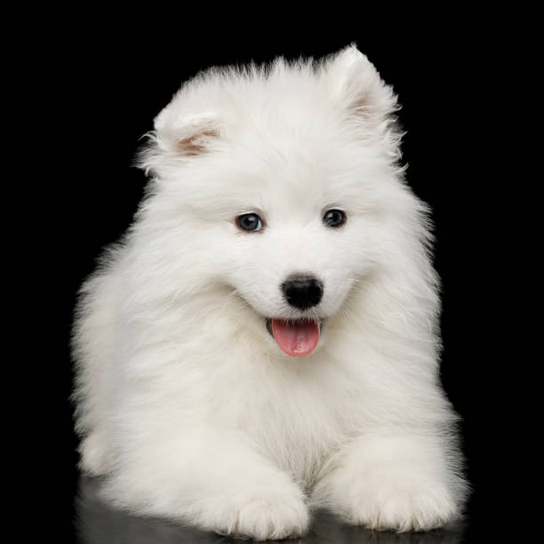 istock Samoyed Puppy isolated on Black background 876868750