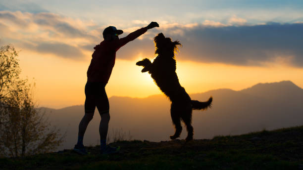 istock Big dog he gets up on two paws to take a biscuit from a man silhouette with background at colorful sunset mountains 876876884